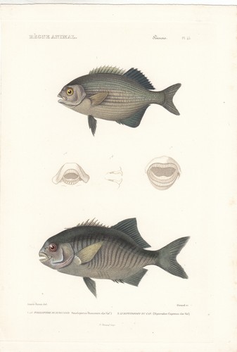 Original rare hand colored - rare,