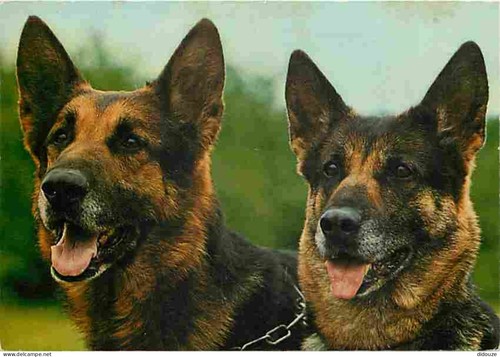 Carte postale animaux - -,