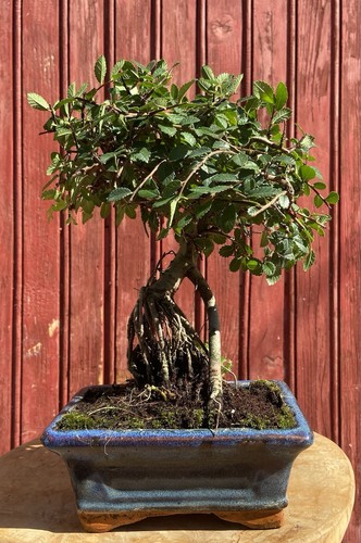 Bonsaï orme chine zelkova - chine,