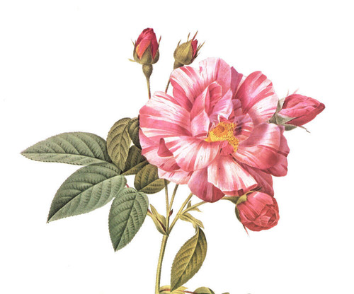 1990 Vintage Print Rose Flower