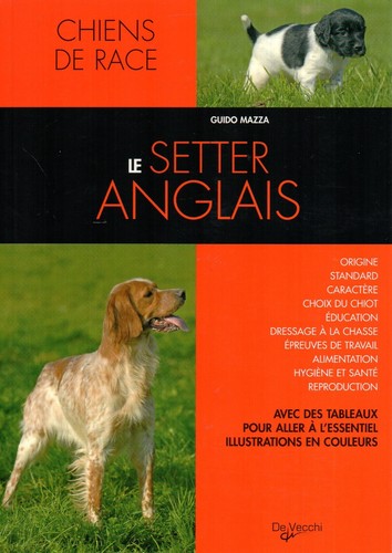 Setter anglais guido - setter, /