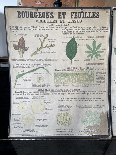 Affiche scolaire bourgeons - bourgeons, et