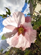 Graines de ROSES TREMIERES