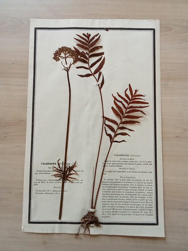 Ancien herbier botanique - herbier,