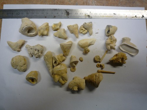 Corail bartonien sur - sur, fossile