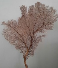 curiosité , taxidermie : superbe Et Énorme gorgone Marron 