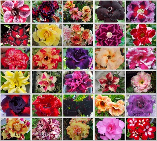 Nouveau adenium obesum - adenium,
