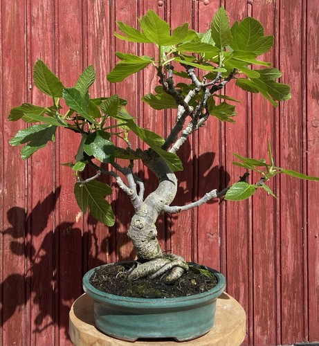Bonsaï figuier ficus carica - figuier.,