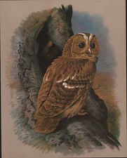 Vintage Oiseau Imprimé ~