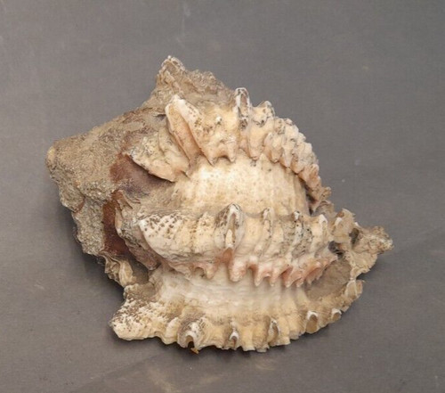 Coquillage collection rare - coquillage,