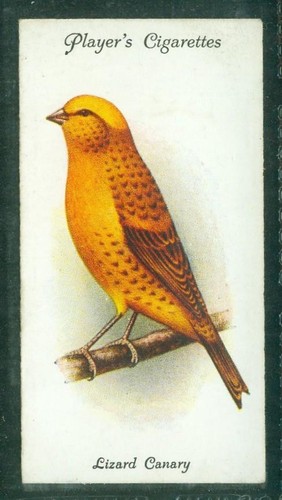 Bird card 009 1933 - bird, 009,