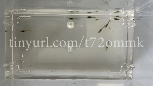 Crevettes provenant blue - provenant,