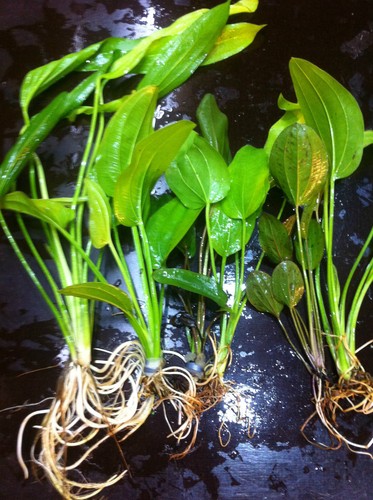 Echinodorus mix 25 cm - echinodorus,