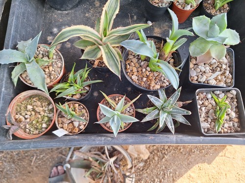 Agaves set ovatifolia - agaves,