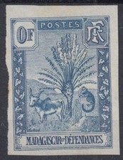 MADAGASCAR ZEBU RAVENALA ESSAI