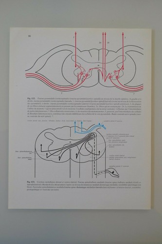 Planche anatomie humaine - d'anatomie,