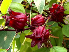 10 graines de BISSAP ou Karkadé(Hibiscus Sabdariffa)G233 SEED SAMEN SEMI SEMILLA