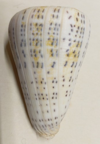 Conus leopardus - (lithoconus),