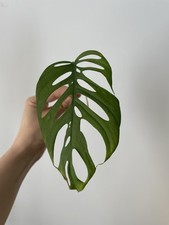 Monstera esqueleto bouture - monstera,
