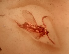 Insecte diptère dans l'ambre du cénomanien de Birmanie (99 millions d'années).