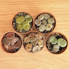 MÉLANGE Lithops, pot 5,5 cm /