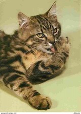 Animaux - Chats - Chat sauvage norvégien - Norwegische Waldkatze - Norvegian for