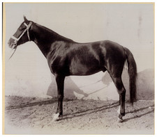 France, Haras, Pur Sang Arabe, Falstaff vintage albumen print Tirage albuminé 