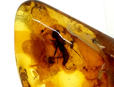Pièce d'ambre avec insecte
