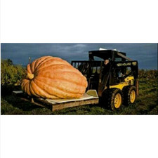 CITROUILLE GÉANTE - GÉANT DE L'ATLANTIQUE, 12 GRAINES+cadeau