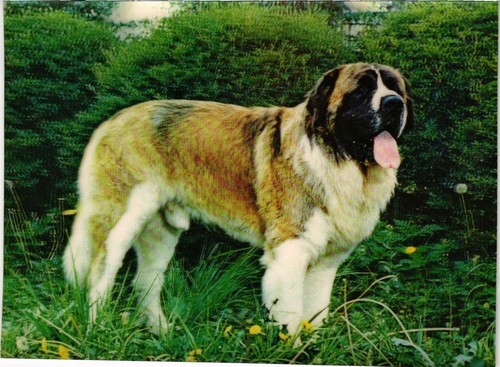Cpa bernard dogs - cpa,
