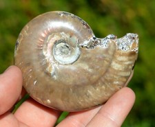 Aioloceras Besairie - Albien -