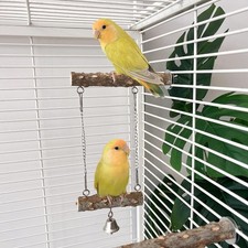 Perchoir pour perroquet, lot