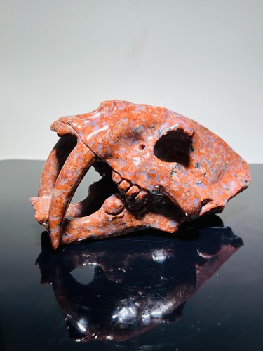 Sebelzahn crâne dino - crâne,