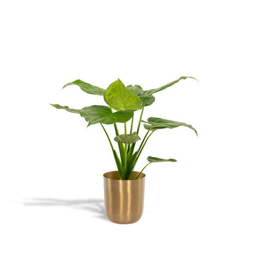 Oreille éléphant alocasia - d'éléphant,