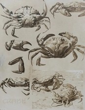 Mathurin MEHEUT : Le Crabe
