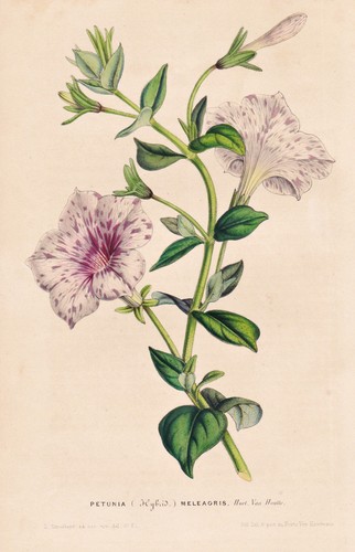 Petunia meleagris fleurs - petunia,