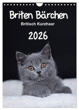 Oursons britanniques - British shorthair 2026 (Calendrier mural 2026 DIN A4 vert
