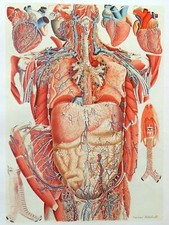 Lithographie Table Anatomique