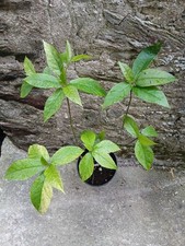 Ficus Erecta "diamond