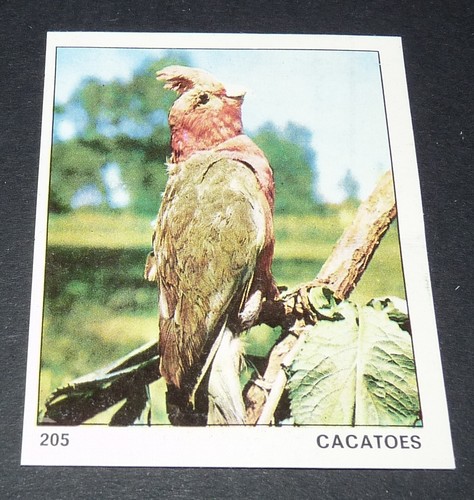 205 cacatoes perroquet - cacatoes,