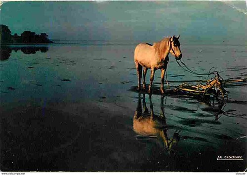 Carte postale animaux - -,