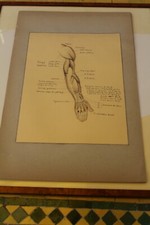 Ancienne planche anatomique dessin au crayon et encre ....curiosité sciences 