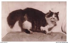 ASHP7-0401-CHAT - CHAT PERSAN TRICOLORE