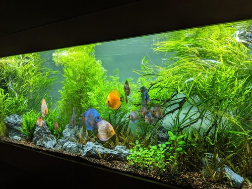 300 gallon aquarium - with, sump