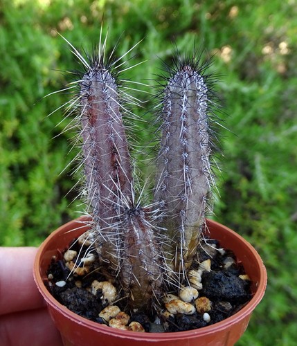 Cereus aethiops cactus - cereus,