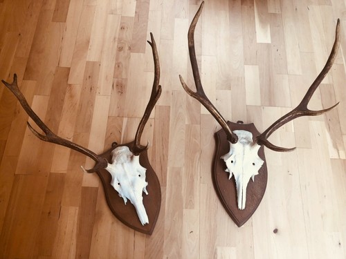 Bois cerf cranes - de,