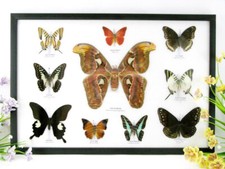 Vrais beaux papillons - vrais,