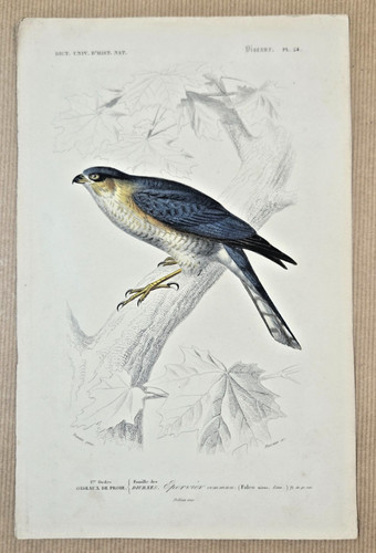 Gravure coloriée oiseaux - oiseaux,