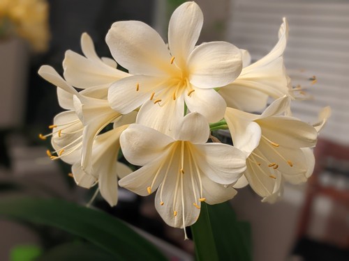 Lot four yellow flower - of,