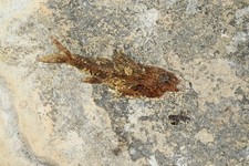 Poisson fossile Dapalis